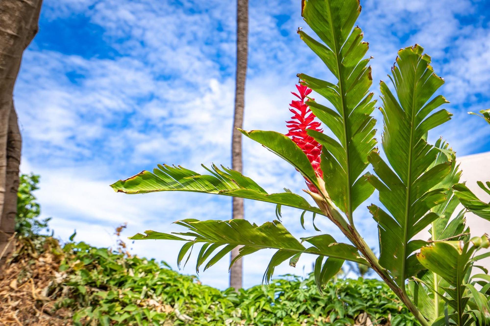 فيلا New Oceanfront Penthouse At Maalaea In South Maui Wailuku المظهر الخارجي الصورة